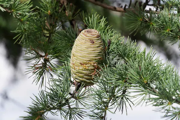 Pine cone (1)